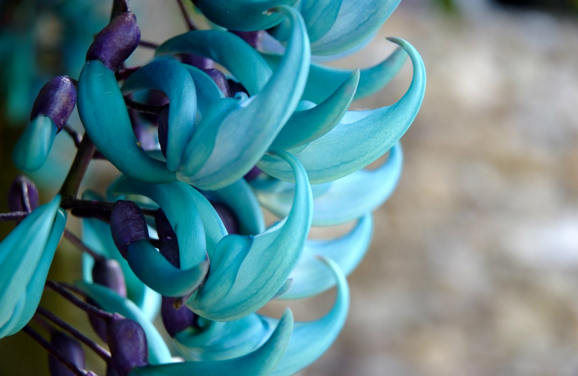 How to grow at home turquoiseblue Jade flowers?