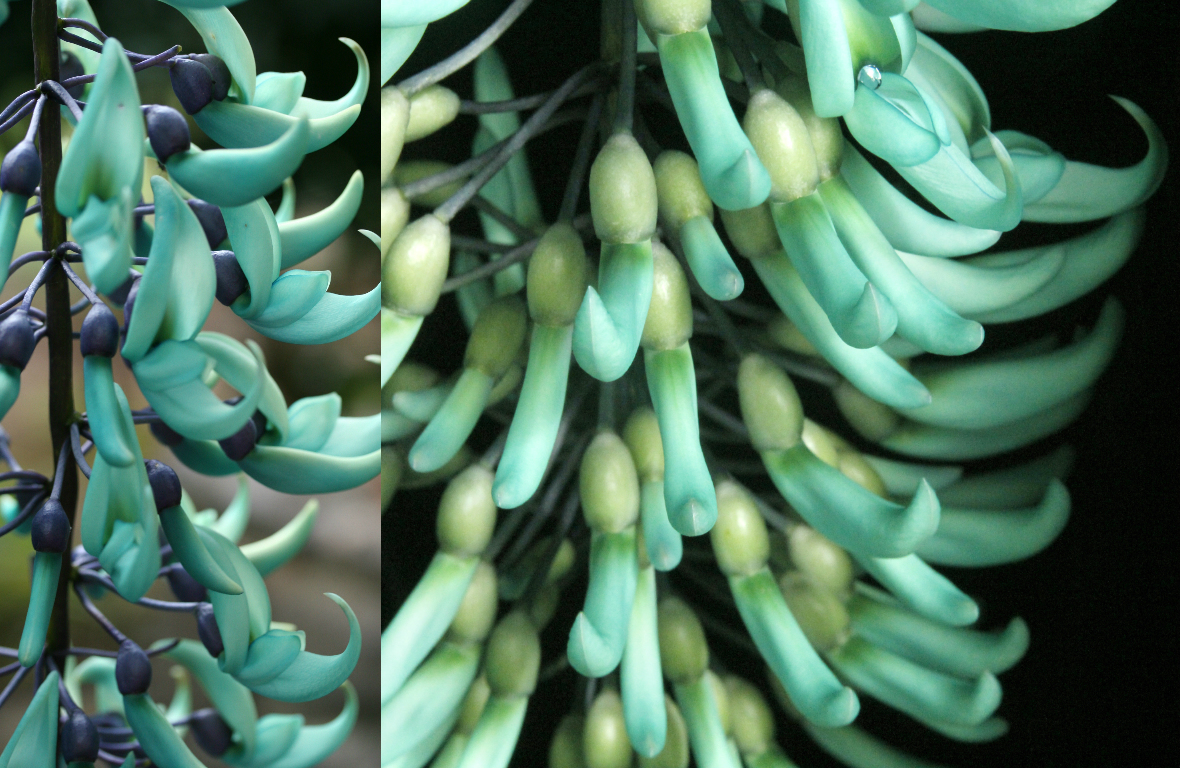 How to grow at home turquoiseblue Jade flowers?