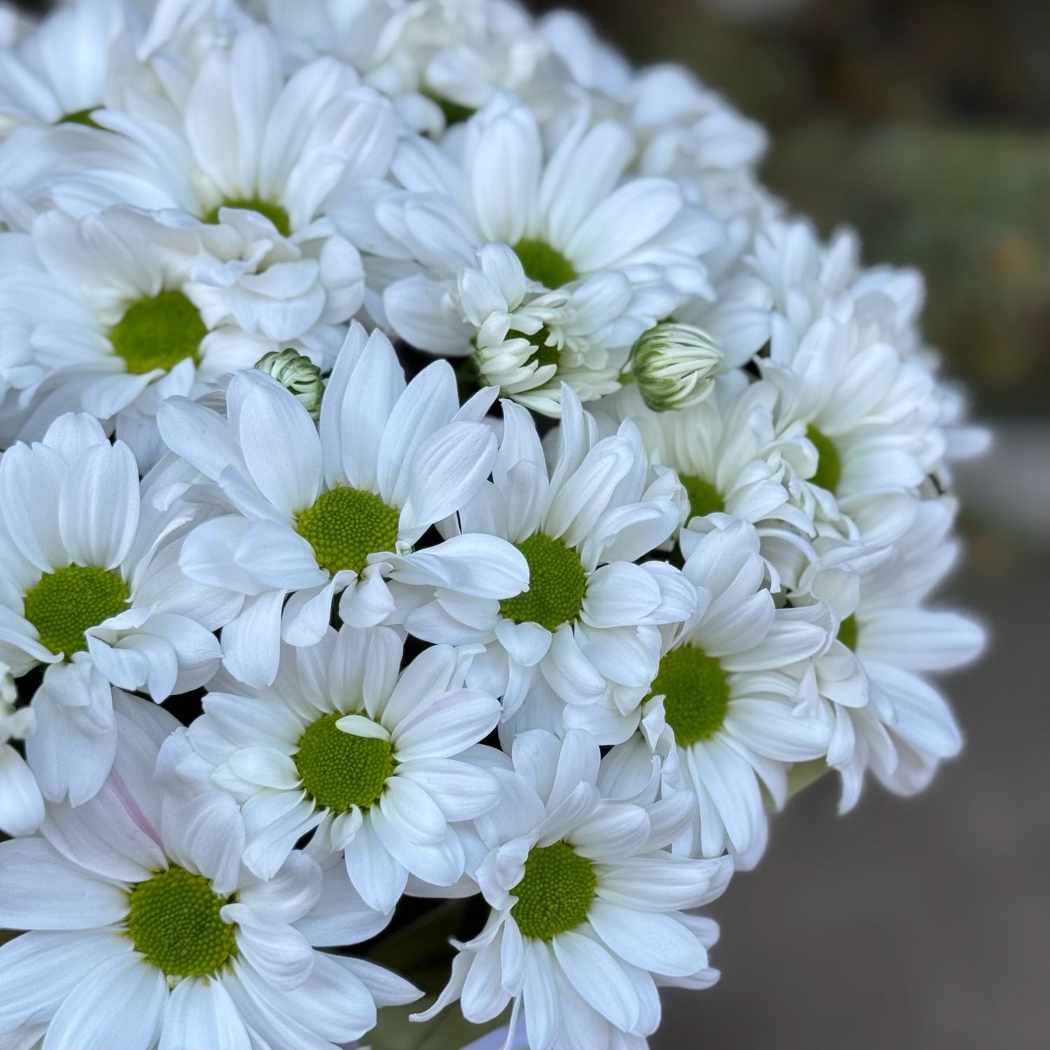 Bouquet Tenderness 
