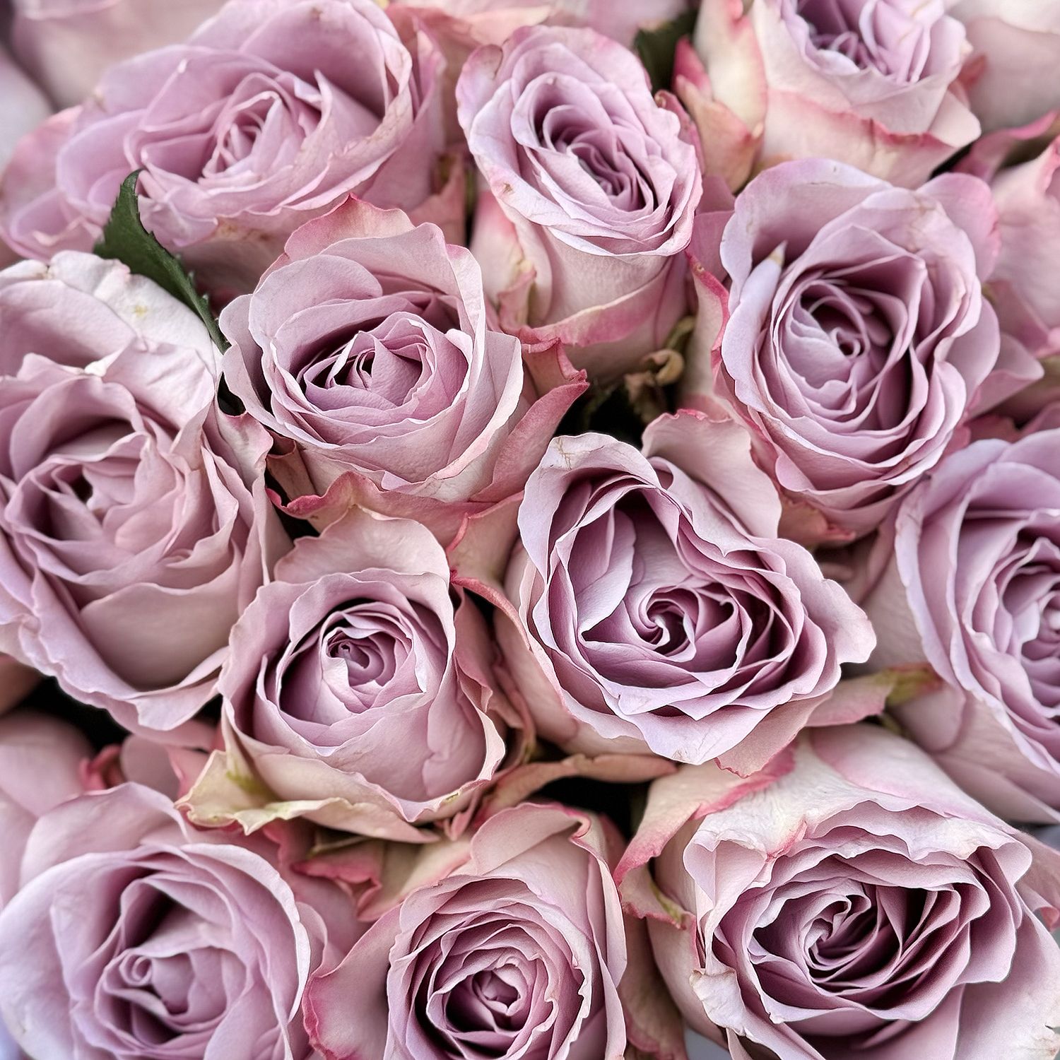 Bouquet Bouquet 25 roses Memory Lane