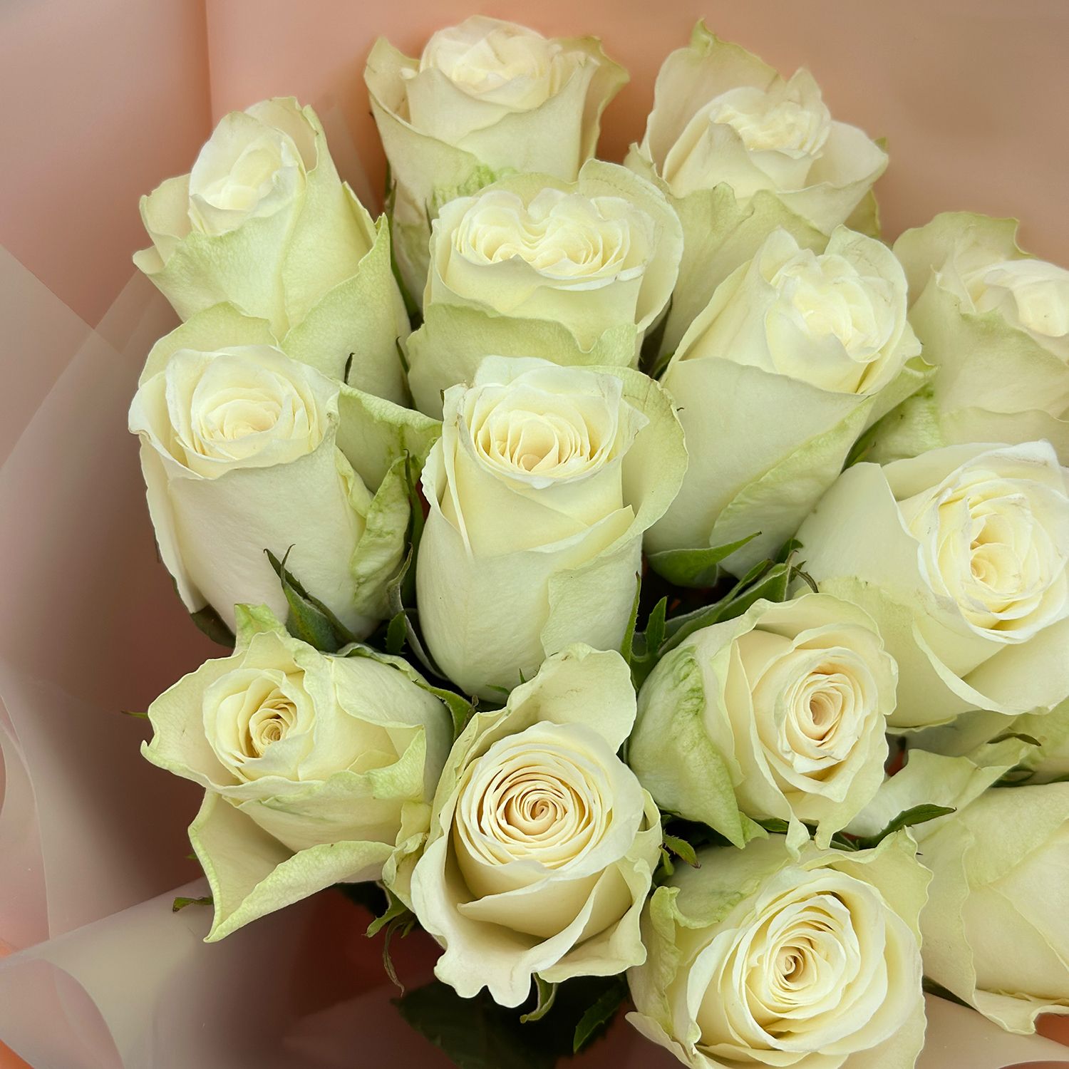 white rose (15 pcs.), packaging, ribbon