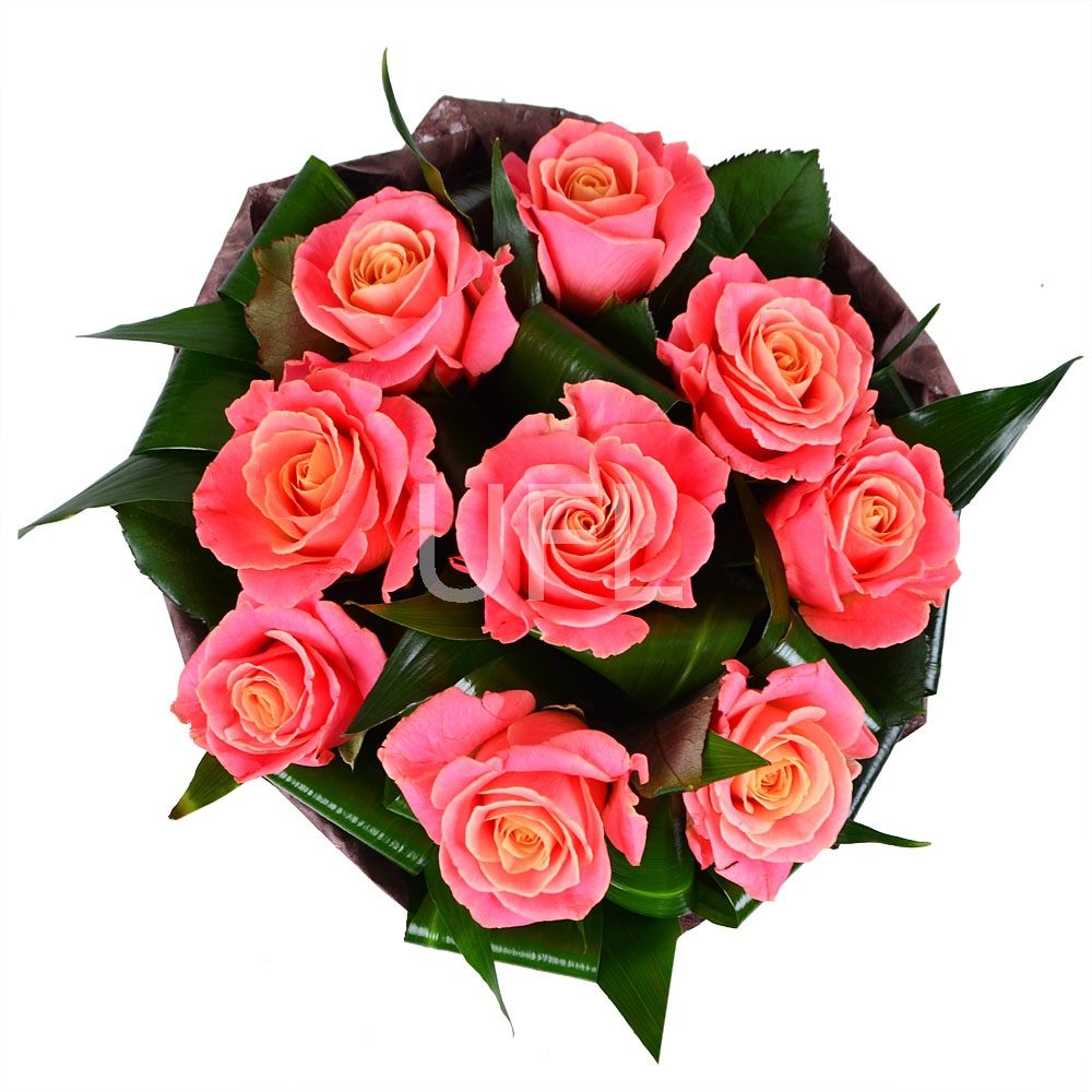 aspidistra, rose (9 pcs.), packaging, ribbon
