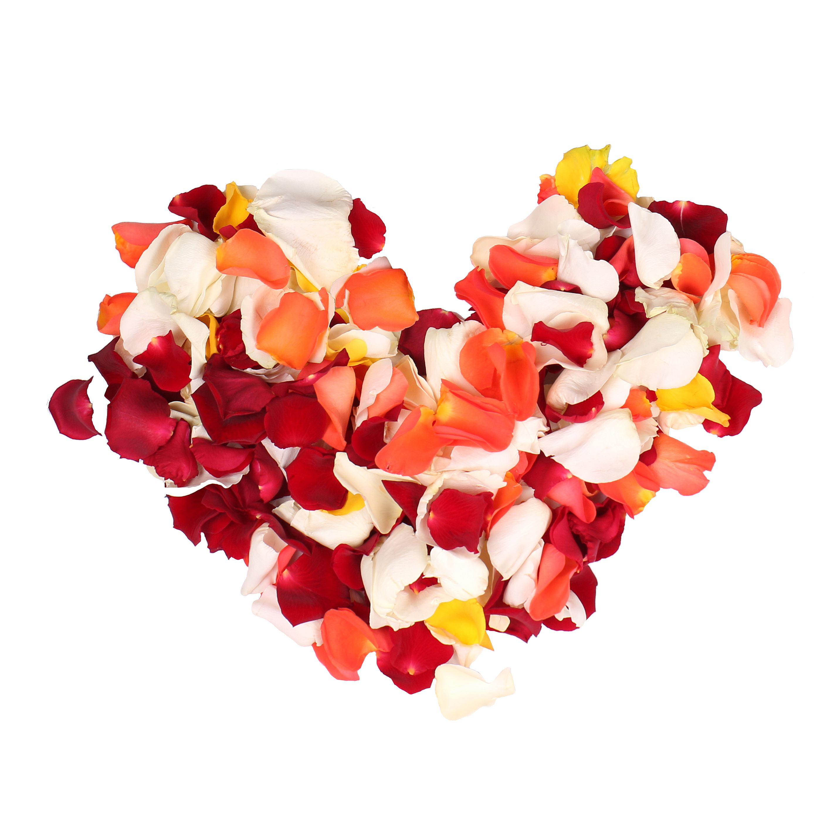 basket, rose (23 pcs.), packaging, ribbon