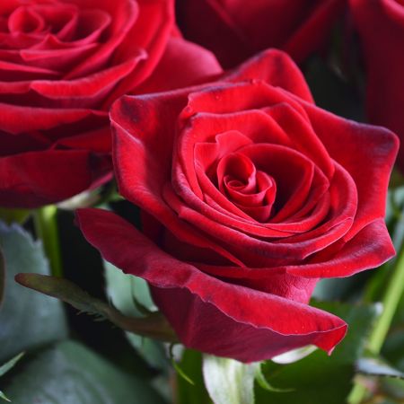 Bouquet Promo! Ruby bouquet + teddy bear for free!!!  