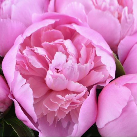 peony (17 pcs.), packaging, ribbon