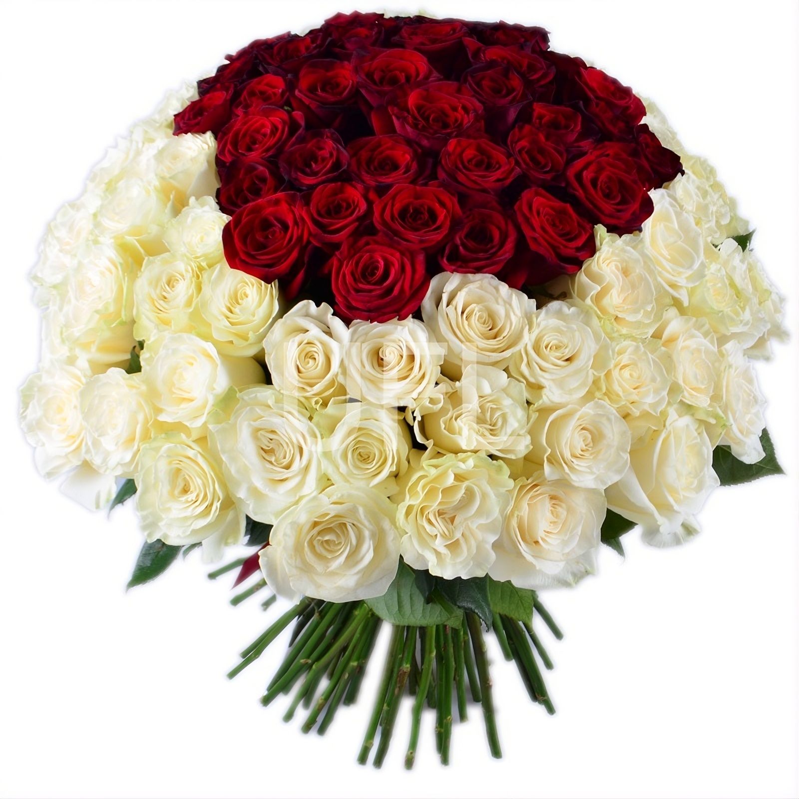 red rose (33 pcs.), packaging, ribbon