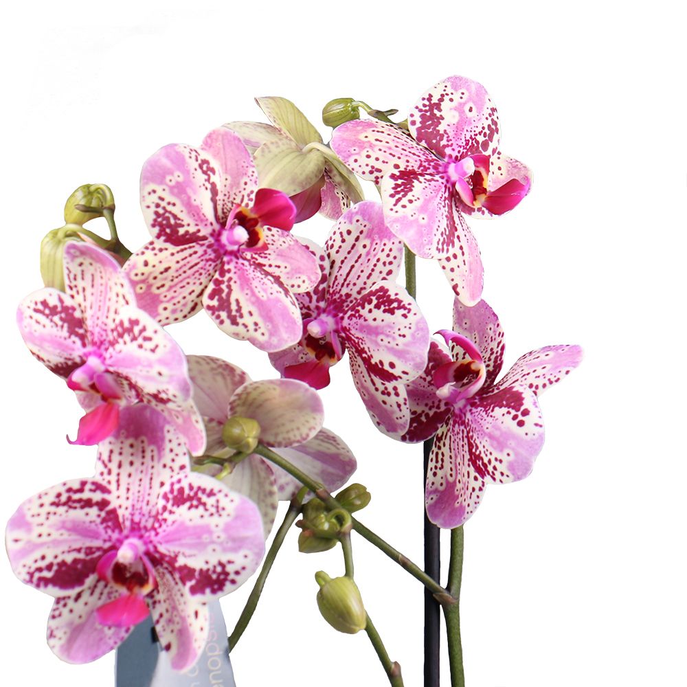 Product Orchid is spotty