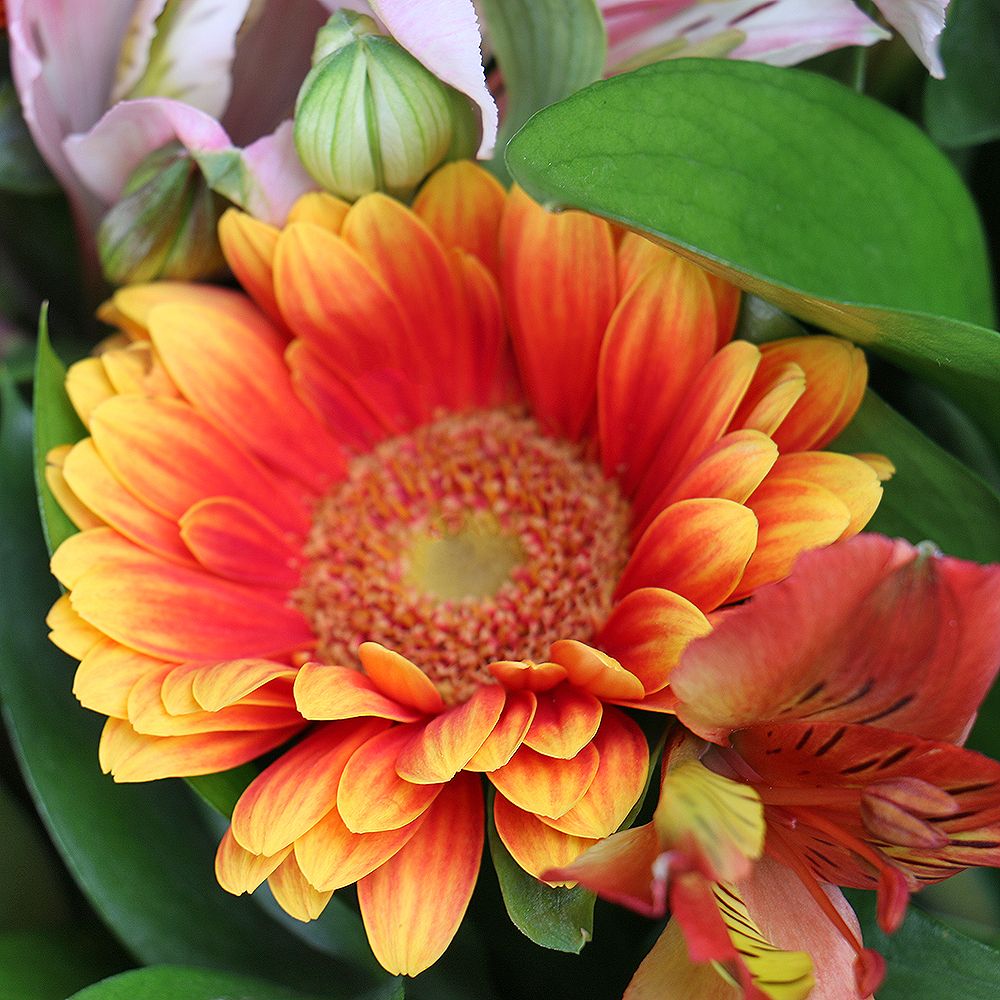 alstroemeria, cream rose, gerbera, packaging, ribbon