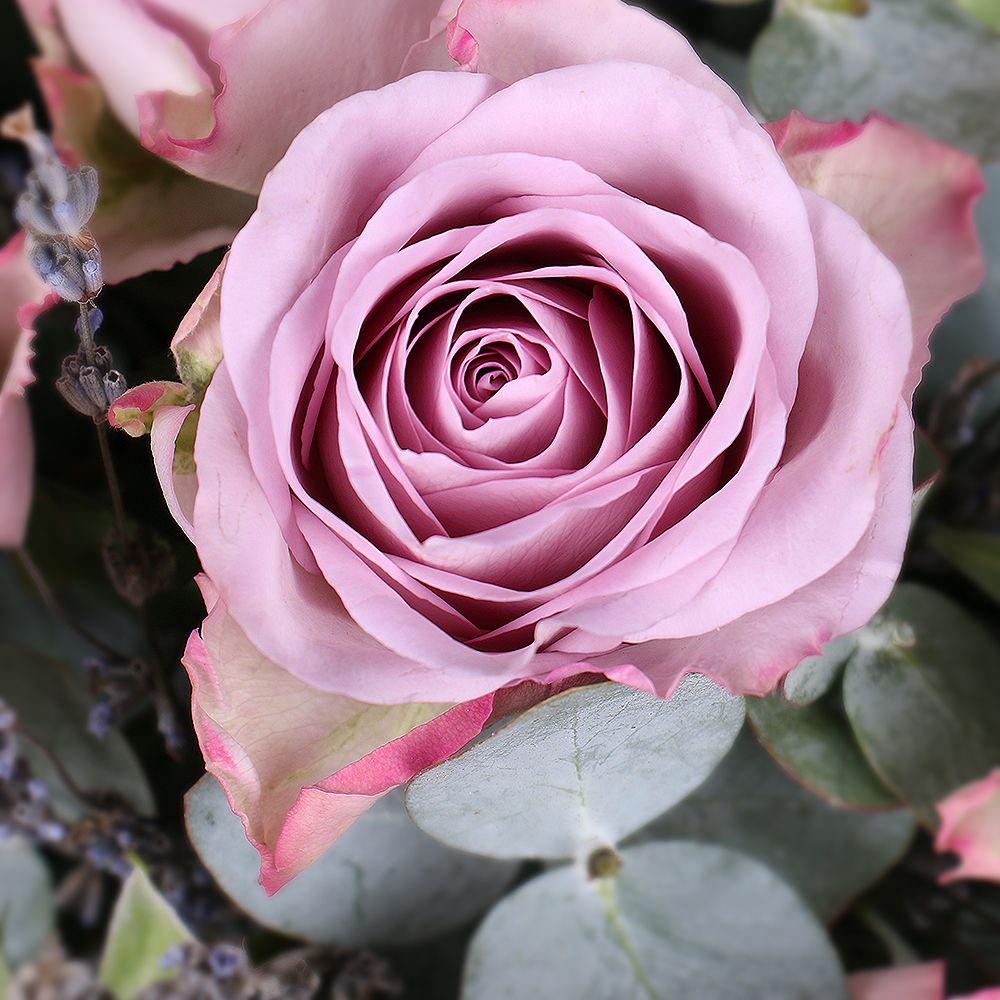 rose memory lane (9 pcs.), eucalyptus, oasis, lavender, round box s 15x16cm, packaging, ribbon
