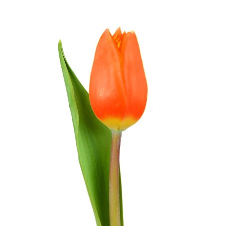 Buy red tulips with delivery