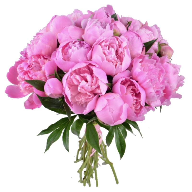 peony (17 pcs.), packaging, ribbon