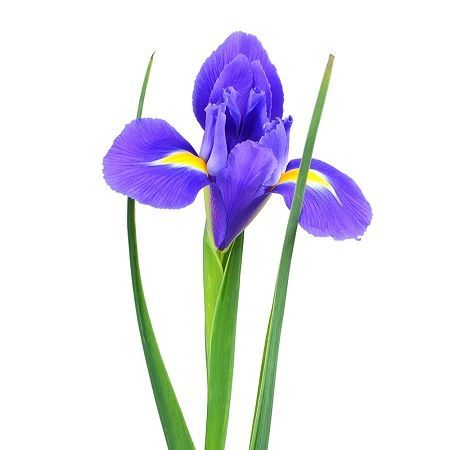 Bouquet Blue irises by the piece
